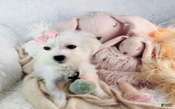 Maltese dogs for sale: Maltese 2 puppies - Image 1