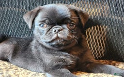 Pug dogs for sale: Pistol Pete - Image 4