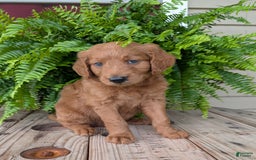 Goldendoodle dogs for sale: Flip - Image 39