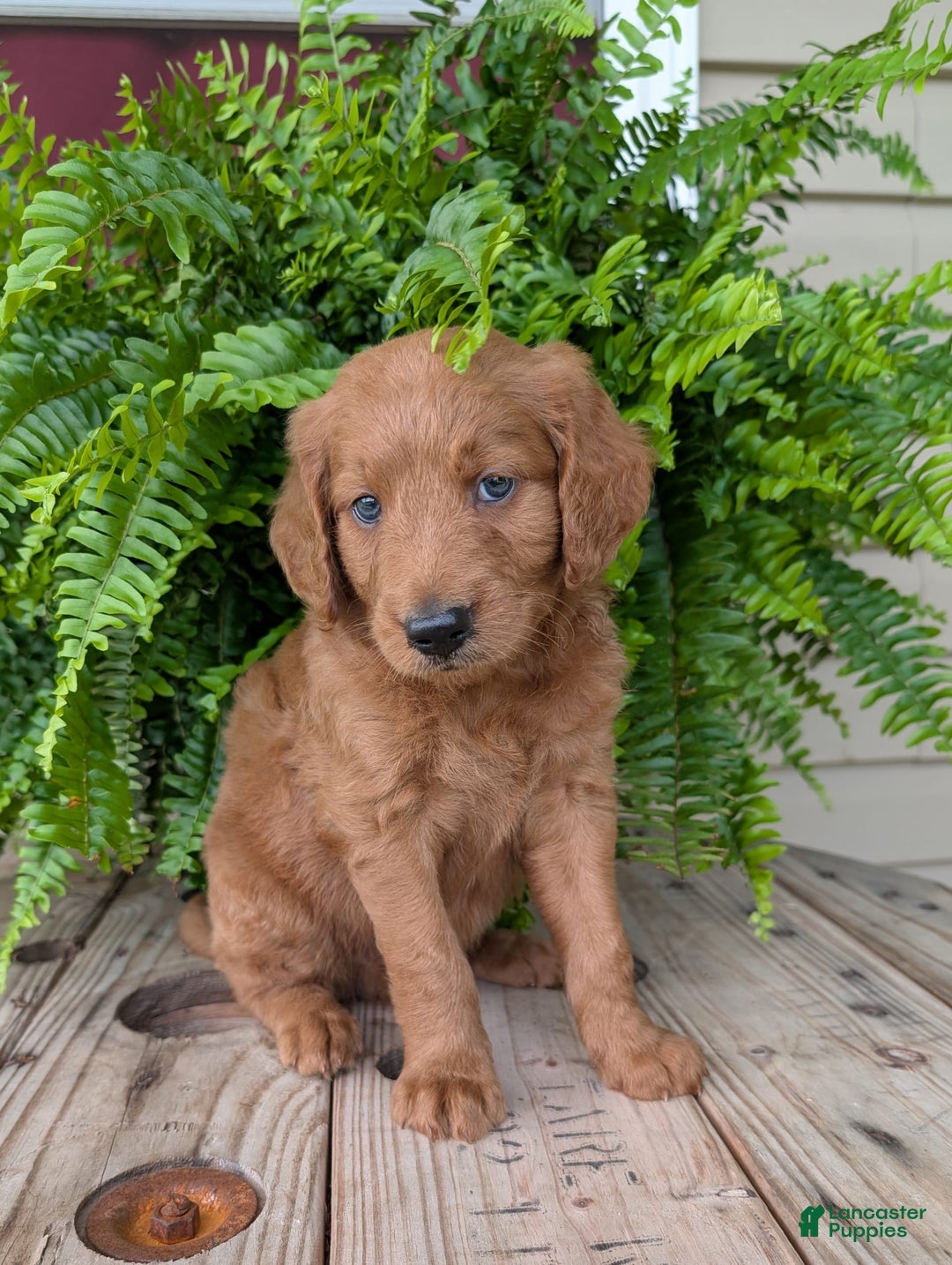 Goldendoodle dogs for sale: Flip - Image 39
