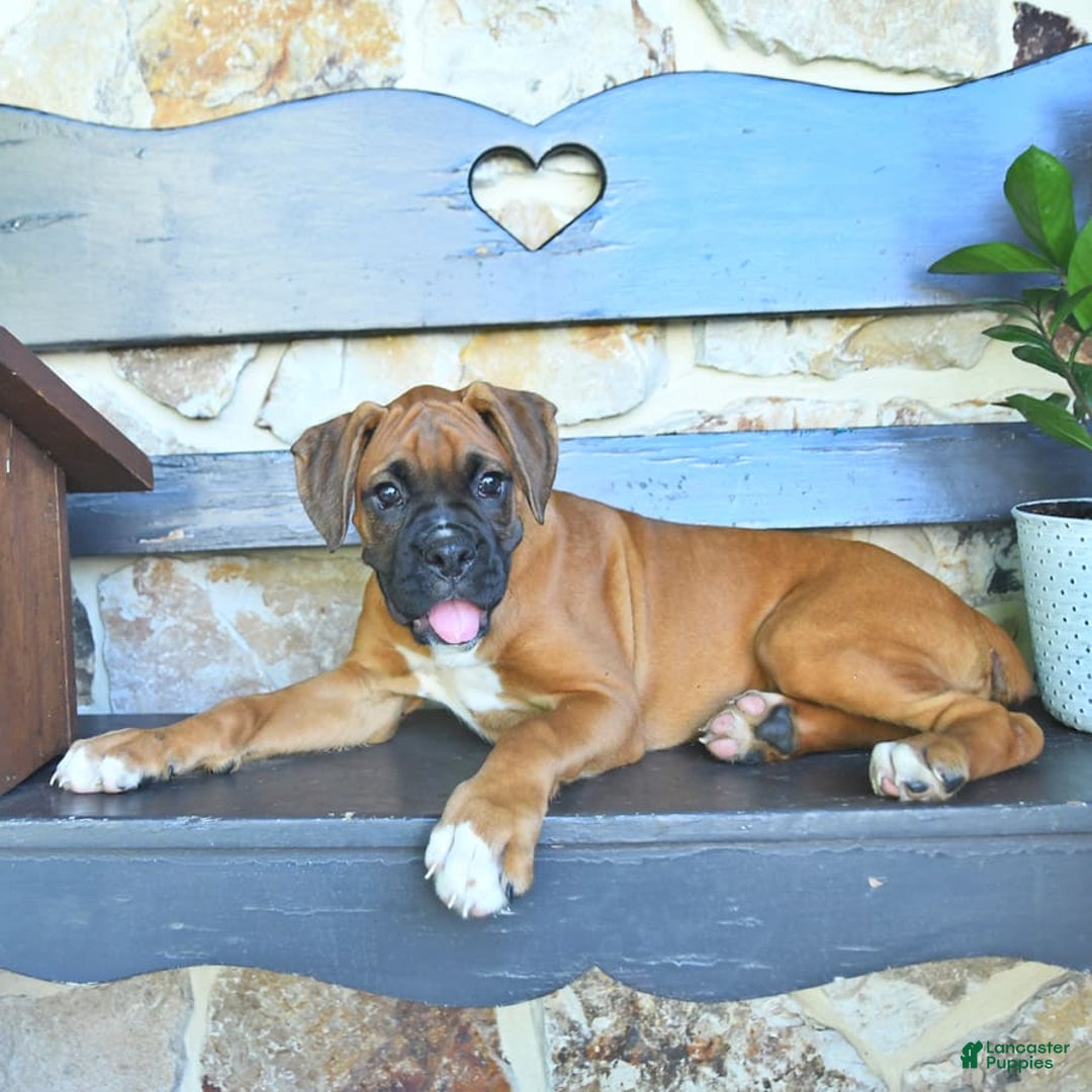 Boxer dogs for sale: Frederick - Image 5