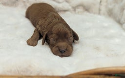 Cavapoo dogs for sale: Zeus - Image 14