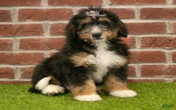 Mini Bernedoodle dogs for sale: Mason - Image 13