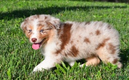 Australian Shepherd dogs for sale: Axel - Image 4