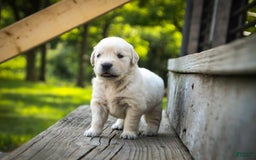 Golden Retriever dogs for sale: Tawny - Image 18