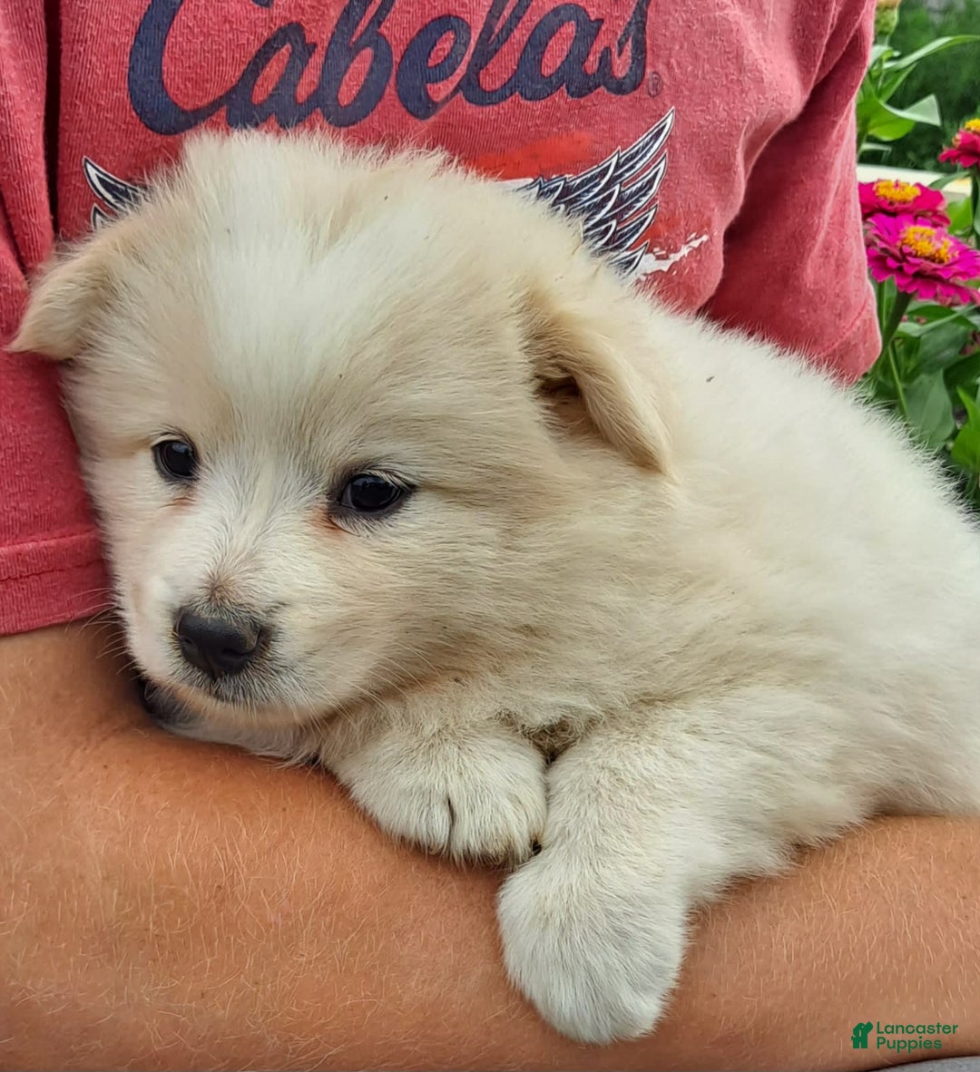 American Eskimo dogs for sale: Leah - Image 2