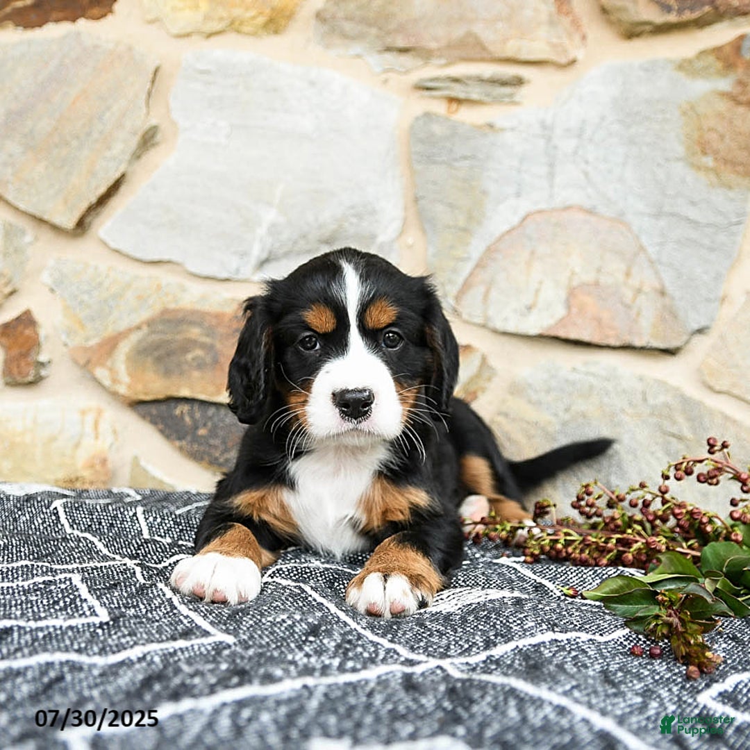 Miniature Bernese Mountain Dog dogs for sale: Magnolia - Image 5