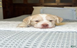 Labradoodle dogs for sale: Pumpkin - Image 3