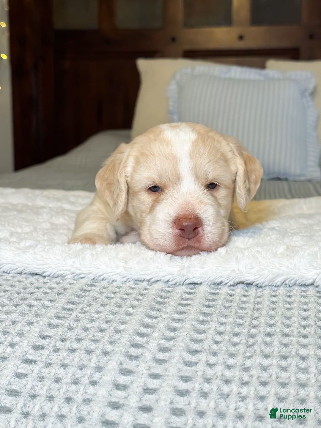 Labradoodle dogs for sale: Pumpkin - Image 3