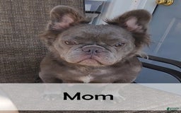 French Bulldog dogs for sale: Lilly - Image 10