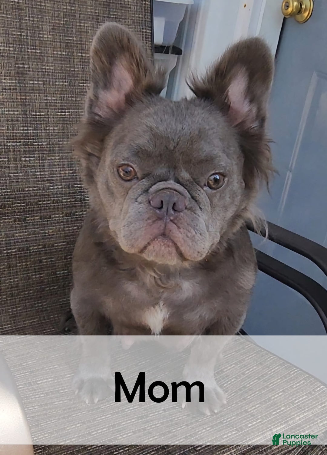 French Bulldog dogs for sale: Lilly - Image 10