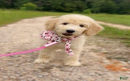 Goldendoodle dogs for sale: Poppy - Image 2