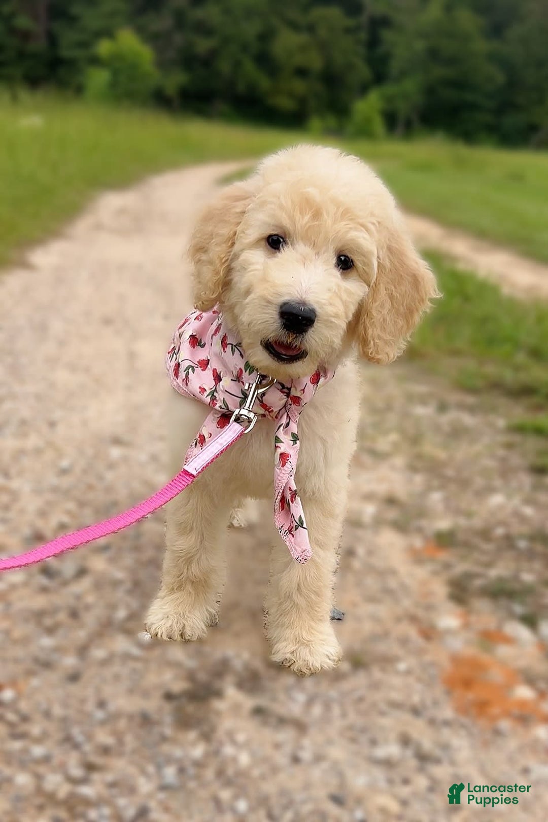 Goldendoodle dogs for sale: Poppy - Image 2