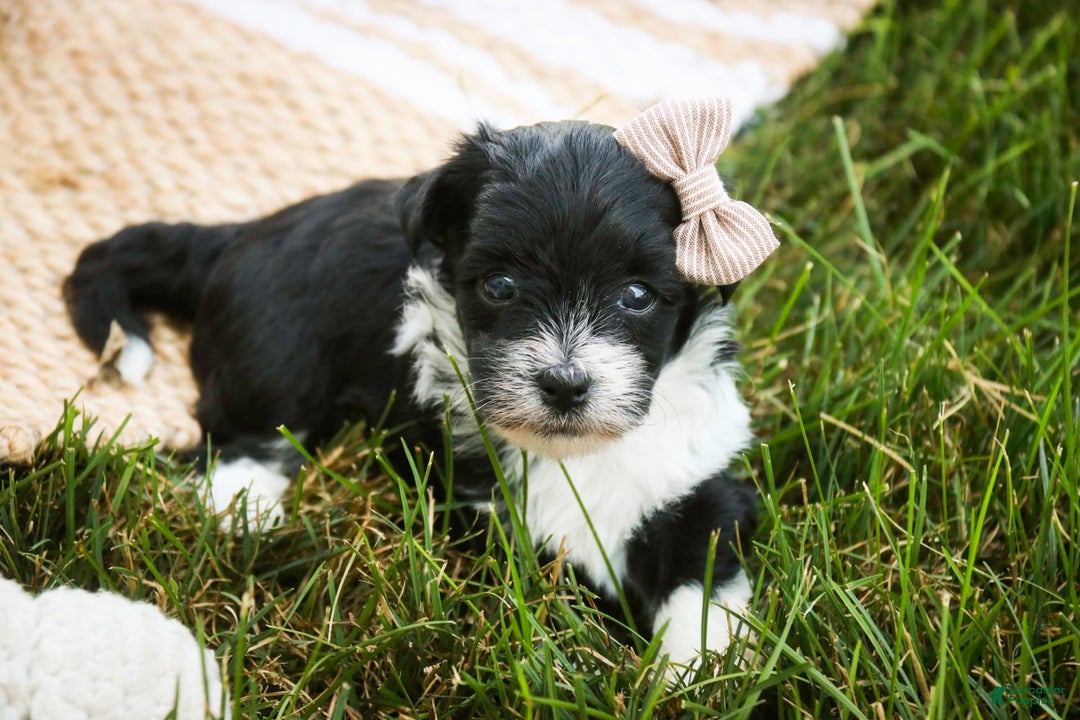 Havanese dogs for sale: Robin - Image 5