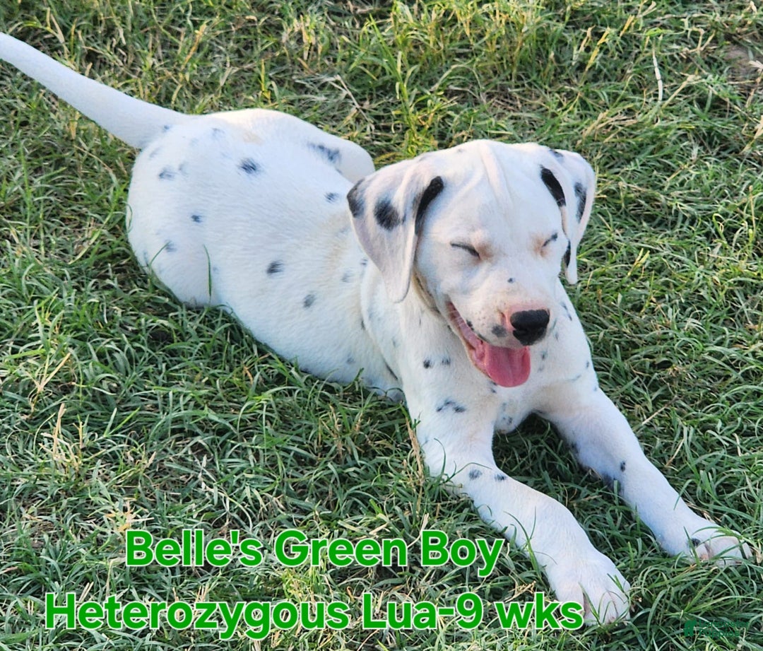 Dalmatian dogs for sale: Belles Green Homozygous Lua Boy - Image 1