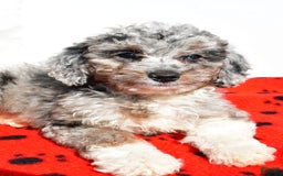 Mini Aussiedoodle dogs for sale: Emily - Image 2