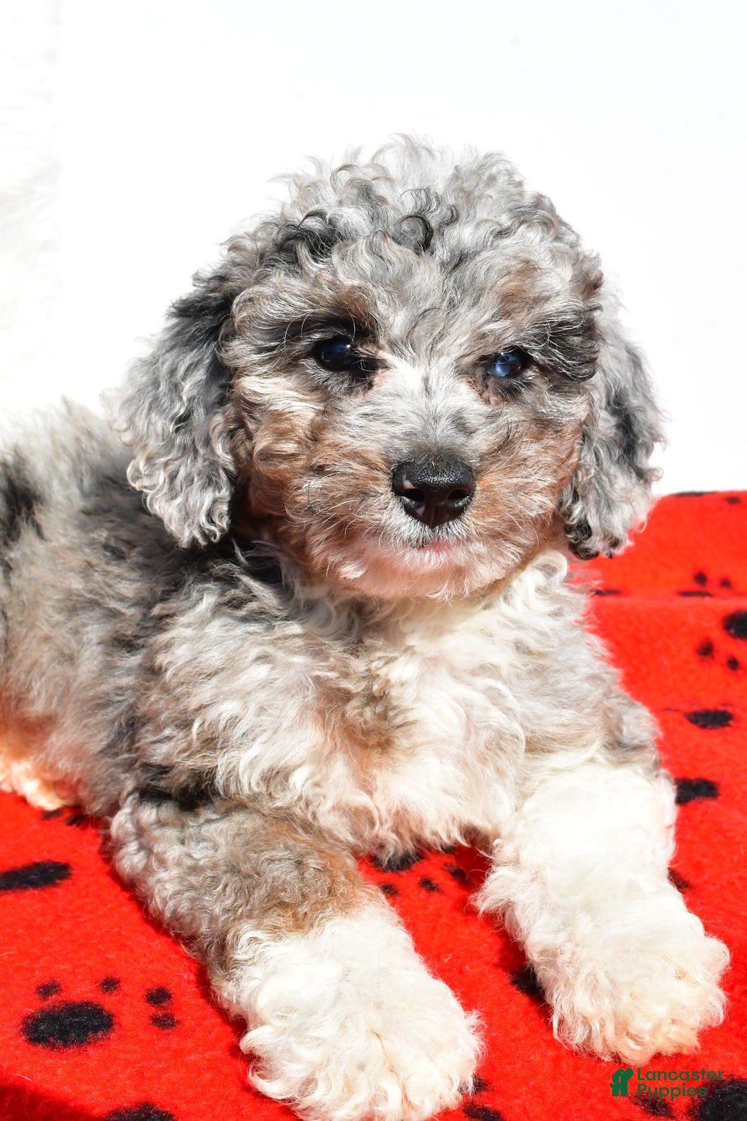 Mini Aussiedoodle dogs for sale: Emily - Image 2