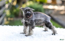 Miniature Schnauzer dogs for sale: Bingo - Image 10