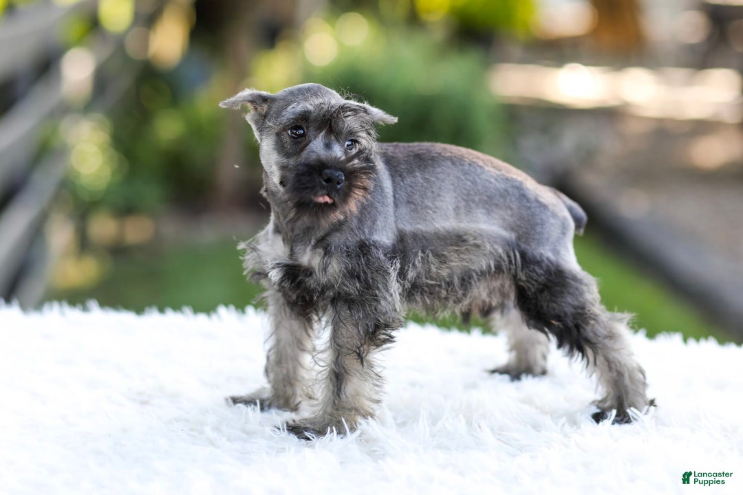 Miniature Schnauzer dogs for sale: Bingo - Image 10