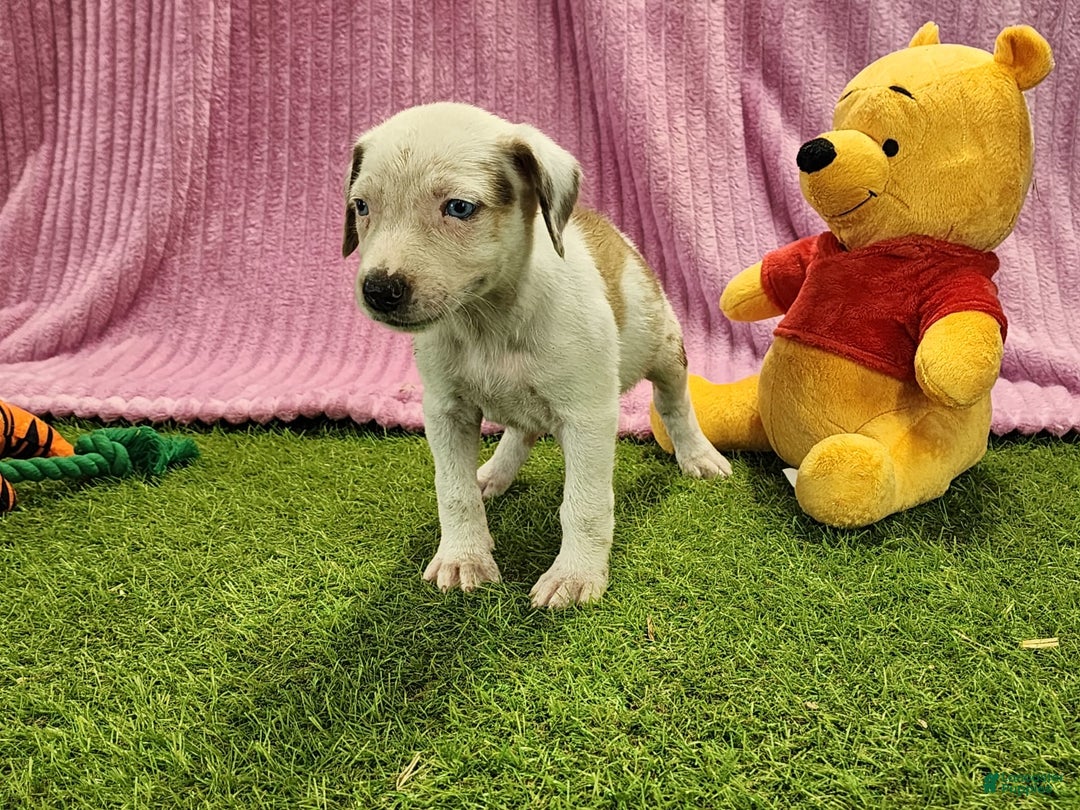 Catahoula Leopard Dog dogs for sale: Duchess 2025 Female 1 - Image 7