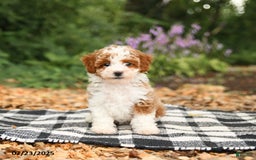 Mini Aussiedoodle dogs for sale: Honeysuckle - Image 1