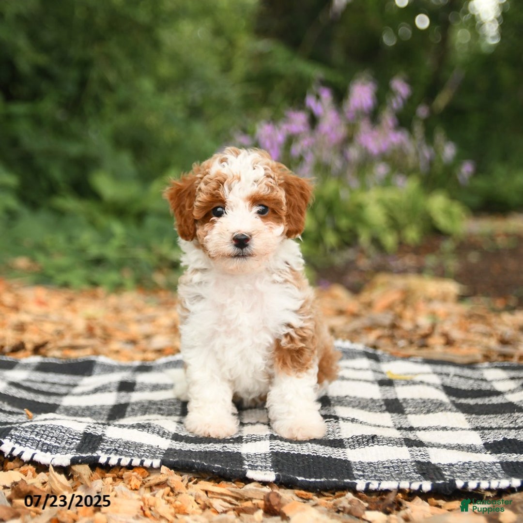 Mini Aussiedoodle dogs for sale: Honeysuckle - Image 1