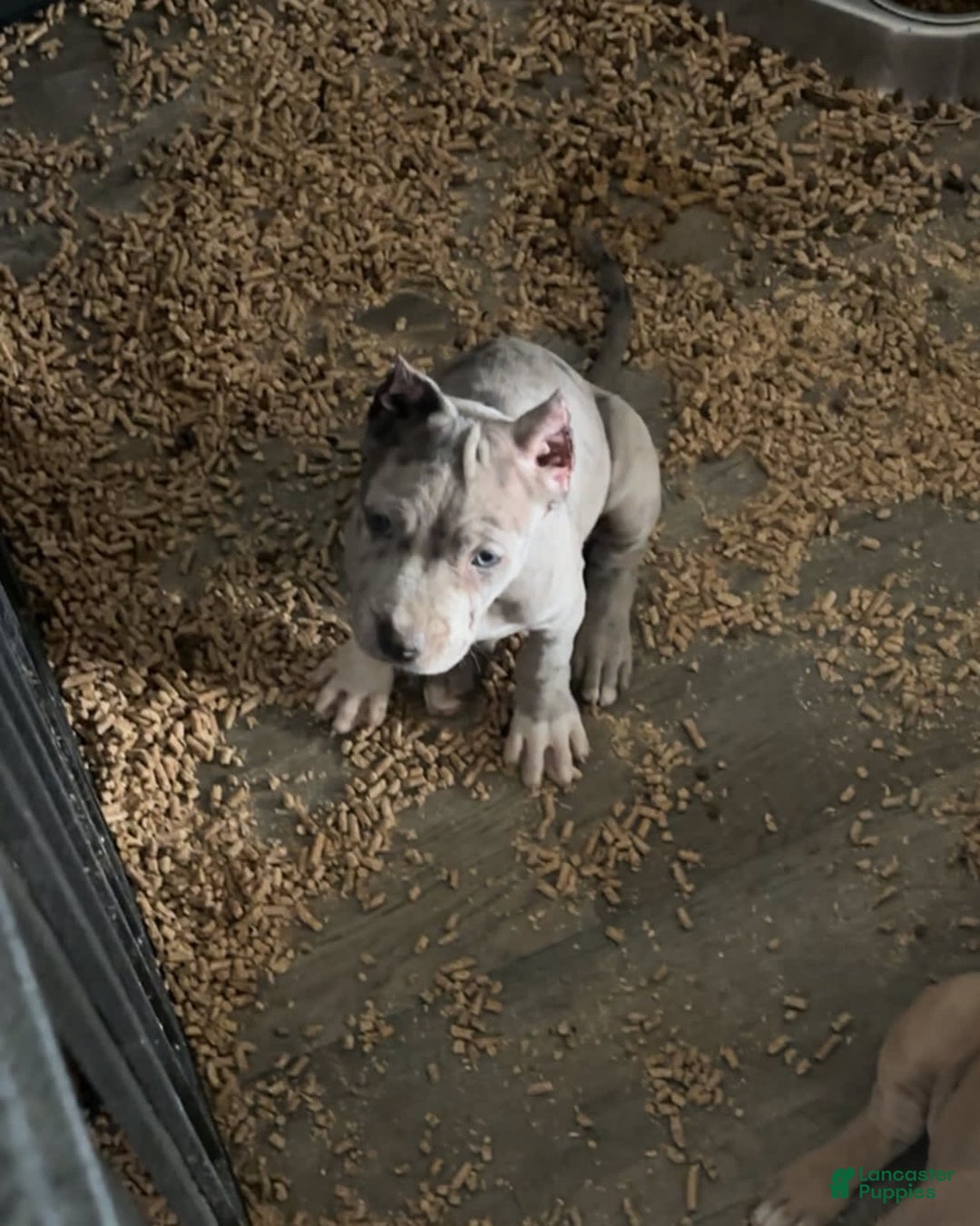 American Bully dogs for sale: Merle - Image 1