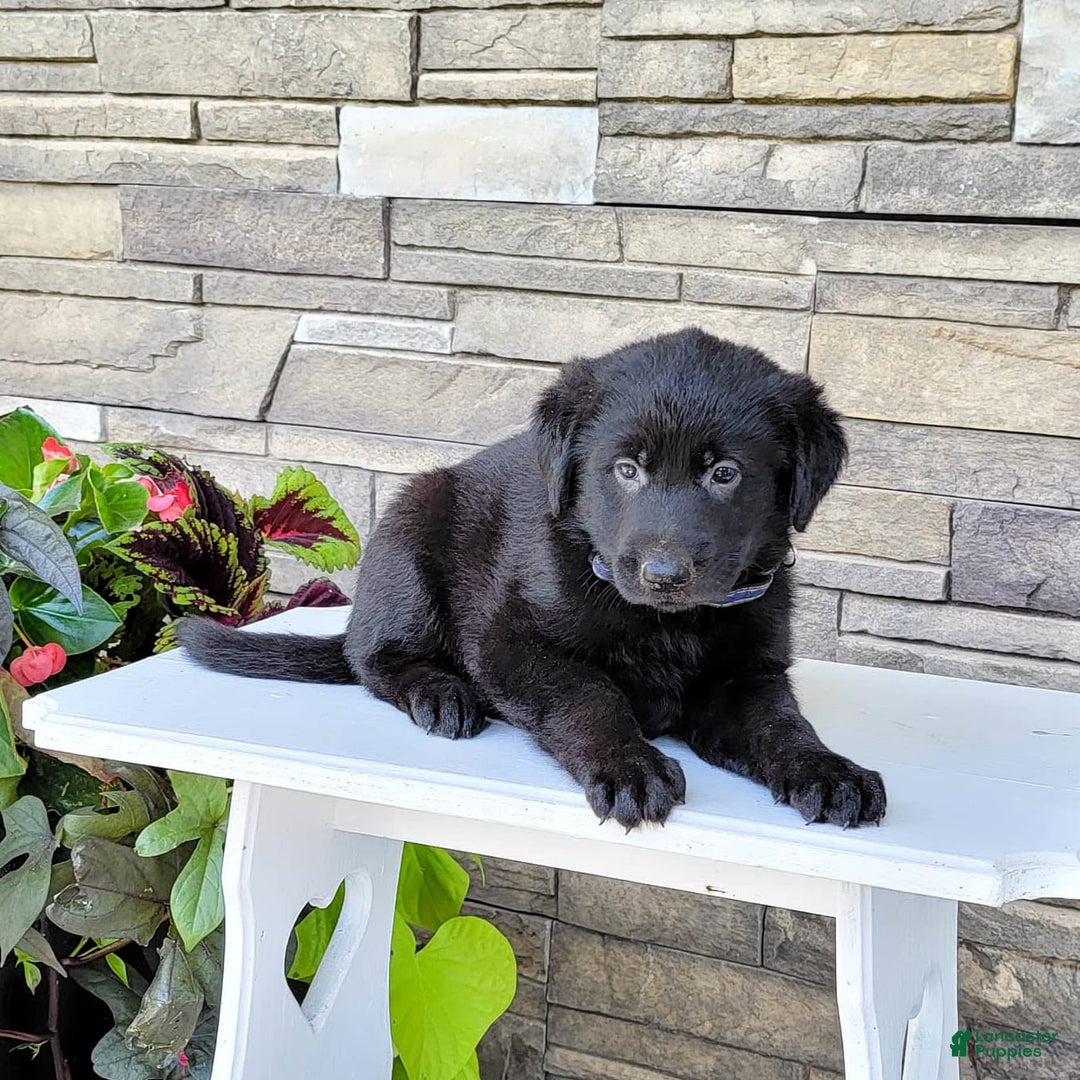 Labrador Retriever dogs for sale: Boyde - Image 3