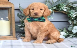 Goldendoodle dogs for sale: Alex - Image 7