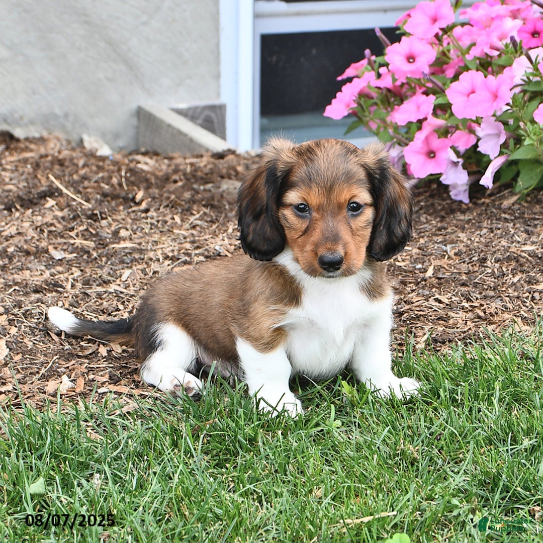 Miniature Dachshund dogs for sale: Rover - Image 1