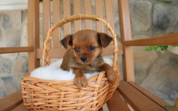 Shorkie dogs for sale: Kona - Image 5