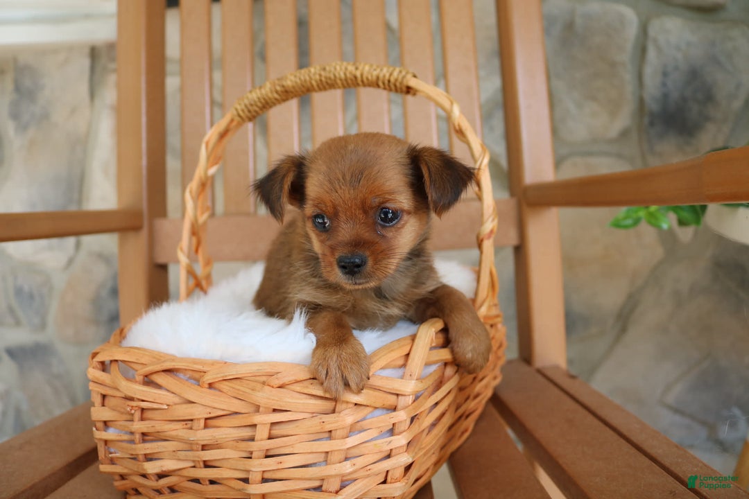 Shorkie dogs for sale: Kona - Image 5