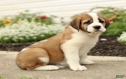 Saint Bernard dogs for sale: Cedar - Image 3
