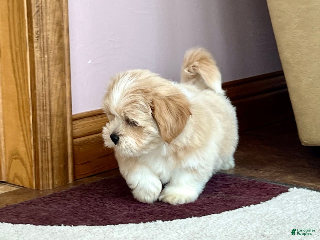 Lhasa Apso dogs for sale: Ollie - Image 1