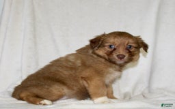 Australian Shepherd dogs for sale: Sally - Image 4