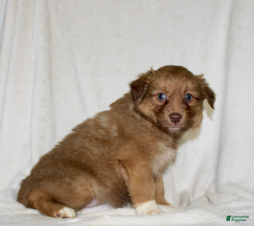Australian Shepherd dogs for sale: Sally - Image 4