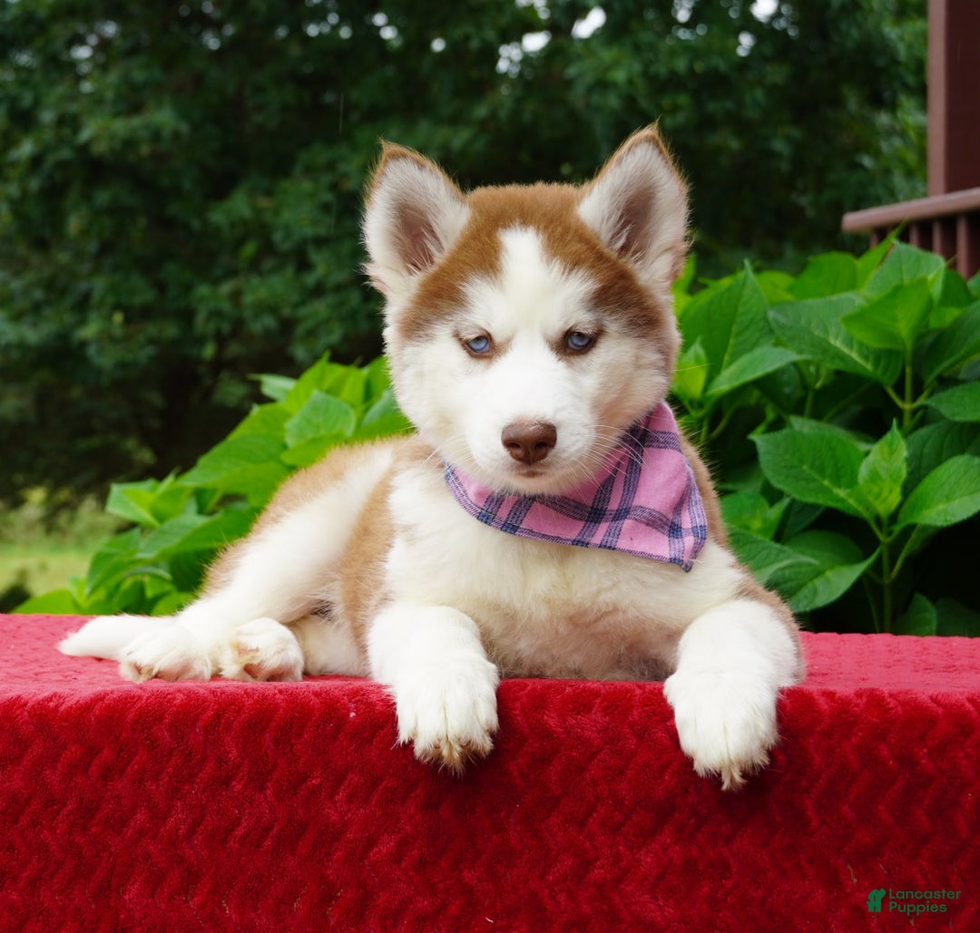 Siberian Husky dogs for sale: River - Image 5
