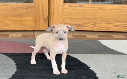 Italian Greyhound dogs for sale: Noah - Image 2
