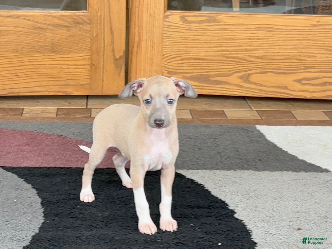 Italian Greyhound dogs for sale: Noah - Image 2