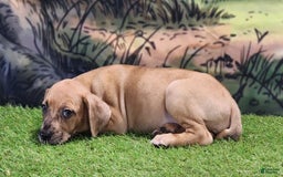 Catahoula Leopard Dog dogs for sale: Houdini 2025 Female 1 - Image 13