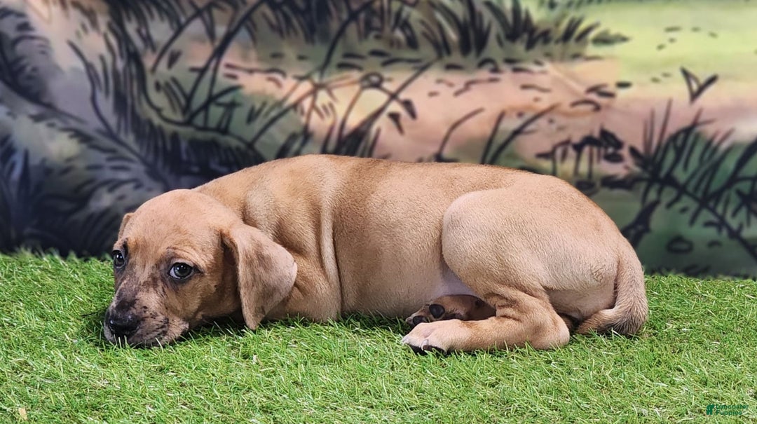 Catahoula Leopard Dog dogs for sale: Houdini 2025 Female 1 - Image 13
