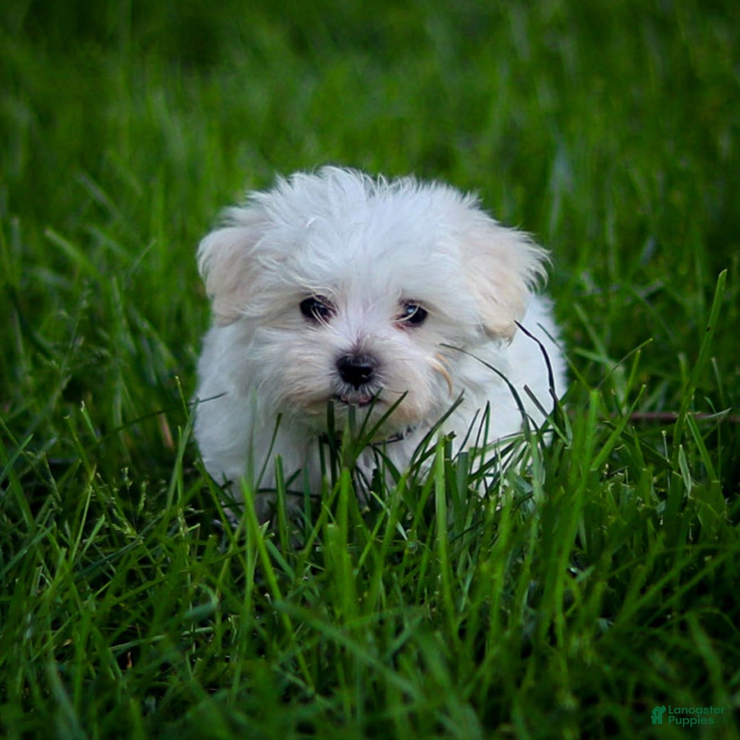 Maltese dogs for sale: Ash - Image 15