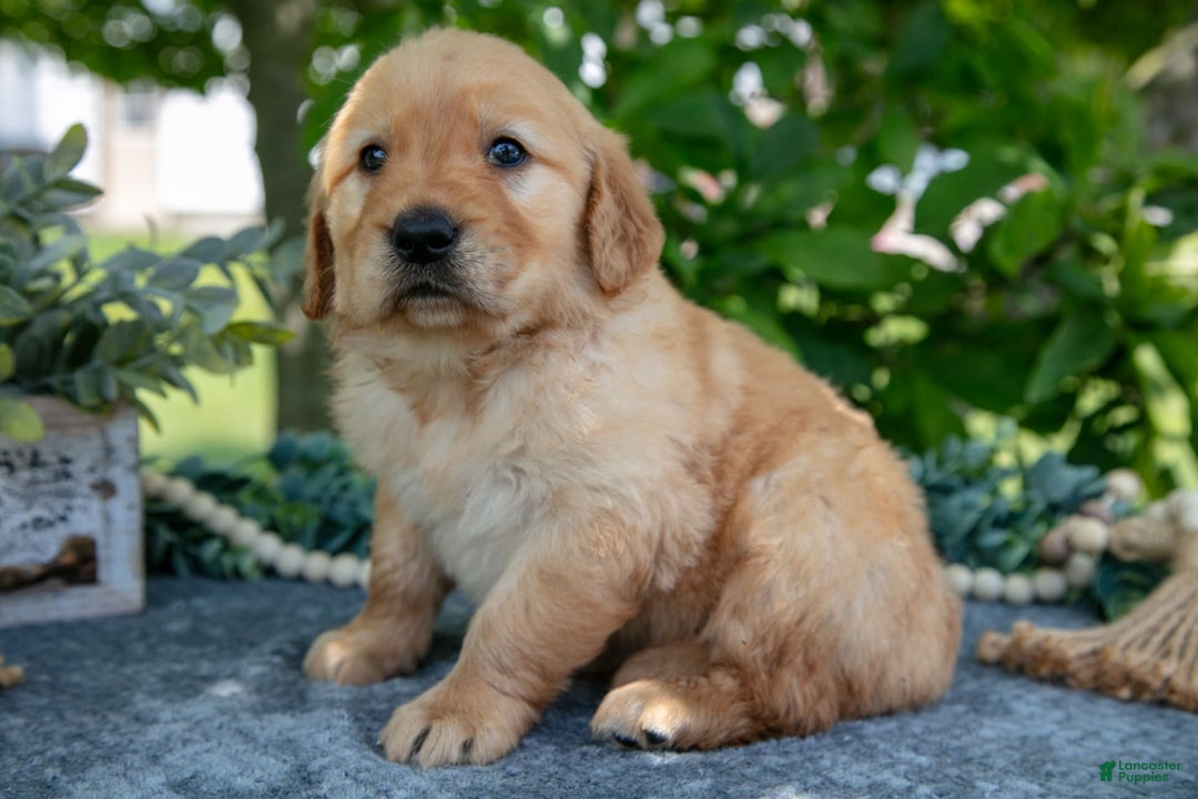 Golden Retriever dogs for sale: Layla - Image 5