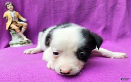 Border Collie dogs for sale: Justi - Image 25