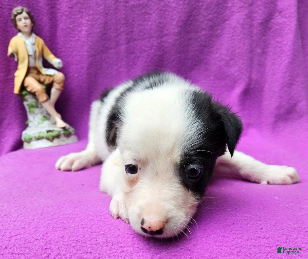 Border Collie dogs for sale: Justi - Image 25