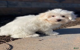 Coton De Tulear dogs for sale: Alexa - Image 4