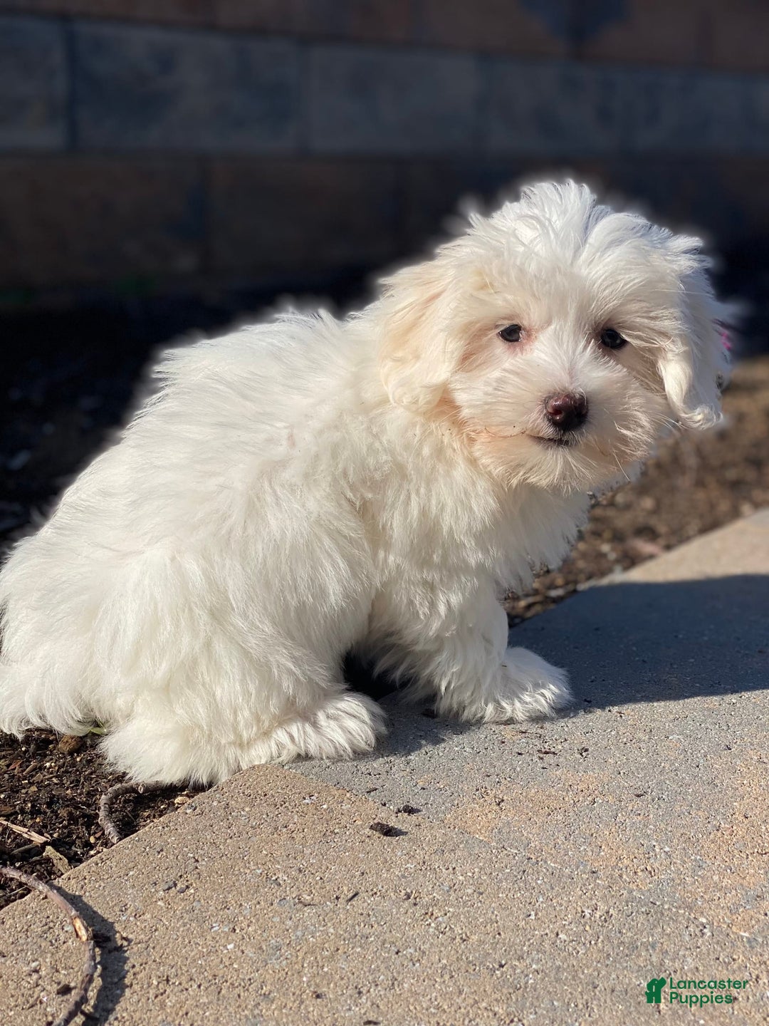 Coton De Tulear dogs for sale: Alexa - Image 4
