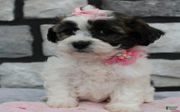 Teddy Bear dogs for sale: Ava - Image 4
