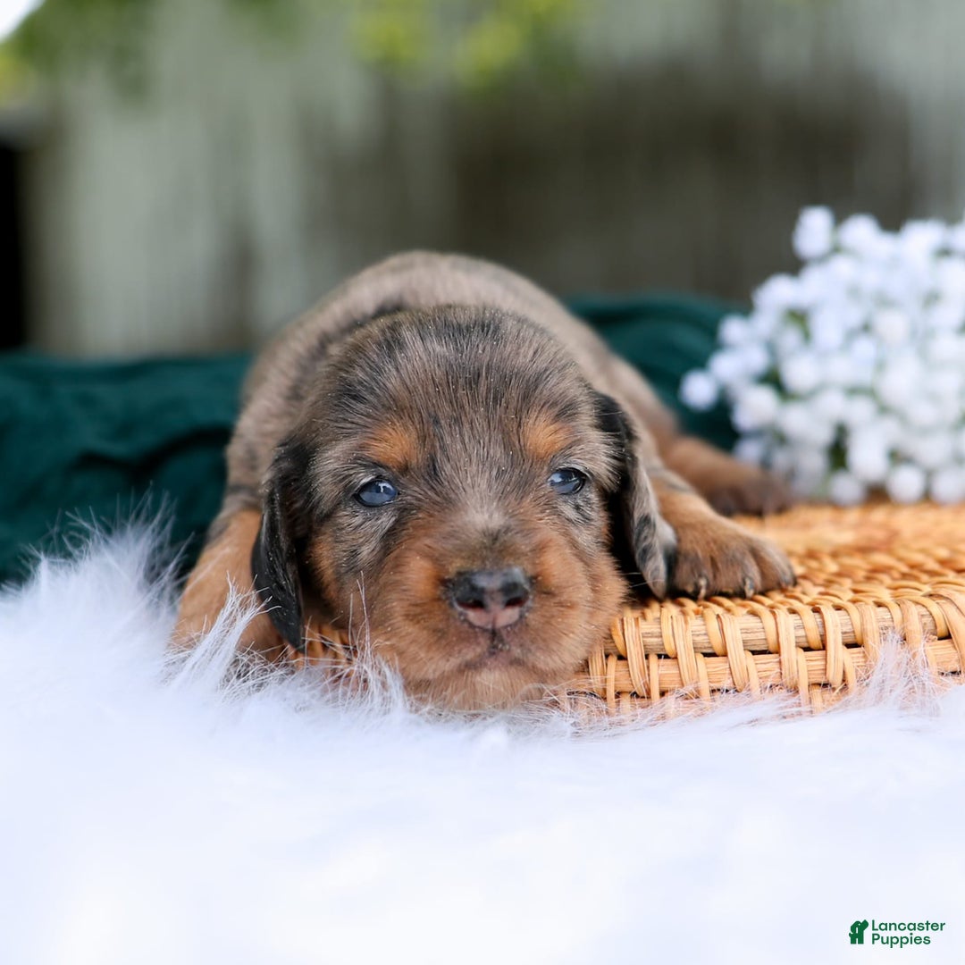 Miniature Dachshund dogs for sale: Sierra - Image 3