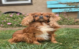Cavapoo dogs for sale: Avalon - Image 7
